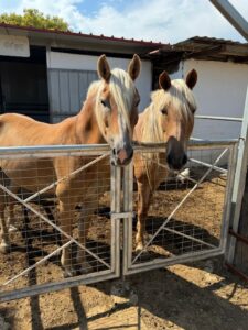 Giagias family farm Ermioni
