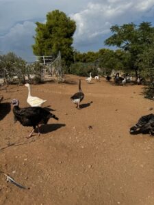 Giagias family farm Ermioni